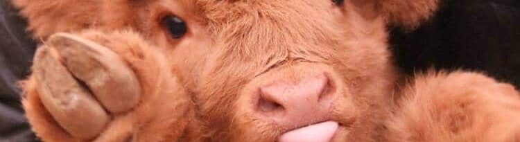 Fluffy Cow Slimes